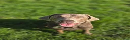 Labrador Retriever dogs for sale: Spirited Young Silver Labrador KC Reg in Congleton - Advert 2