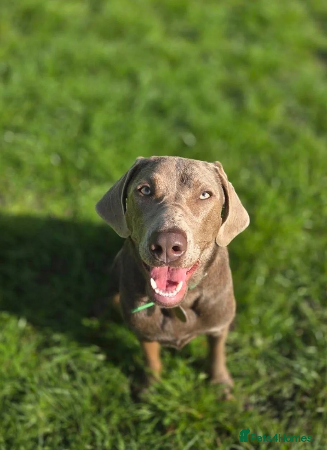 Labrador Retriever dogs for sale: Spirited Young Silver Labrador KC Reg in Congleton - Advert 2