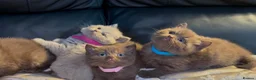 British Shorthair cats for sale: Stunning chocolate kittens available  - Advert 7