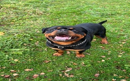 Rottweiler dogs for stud: Rottweiler for stud - Image 2