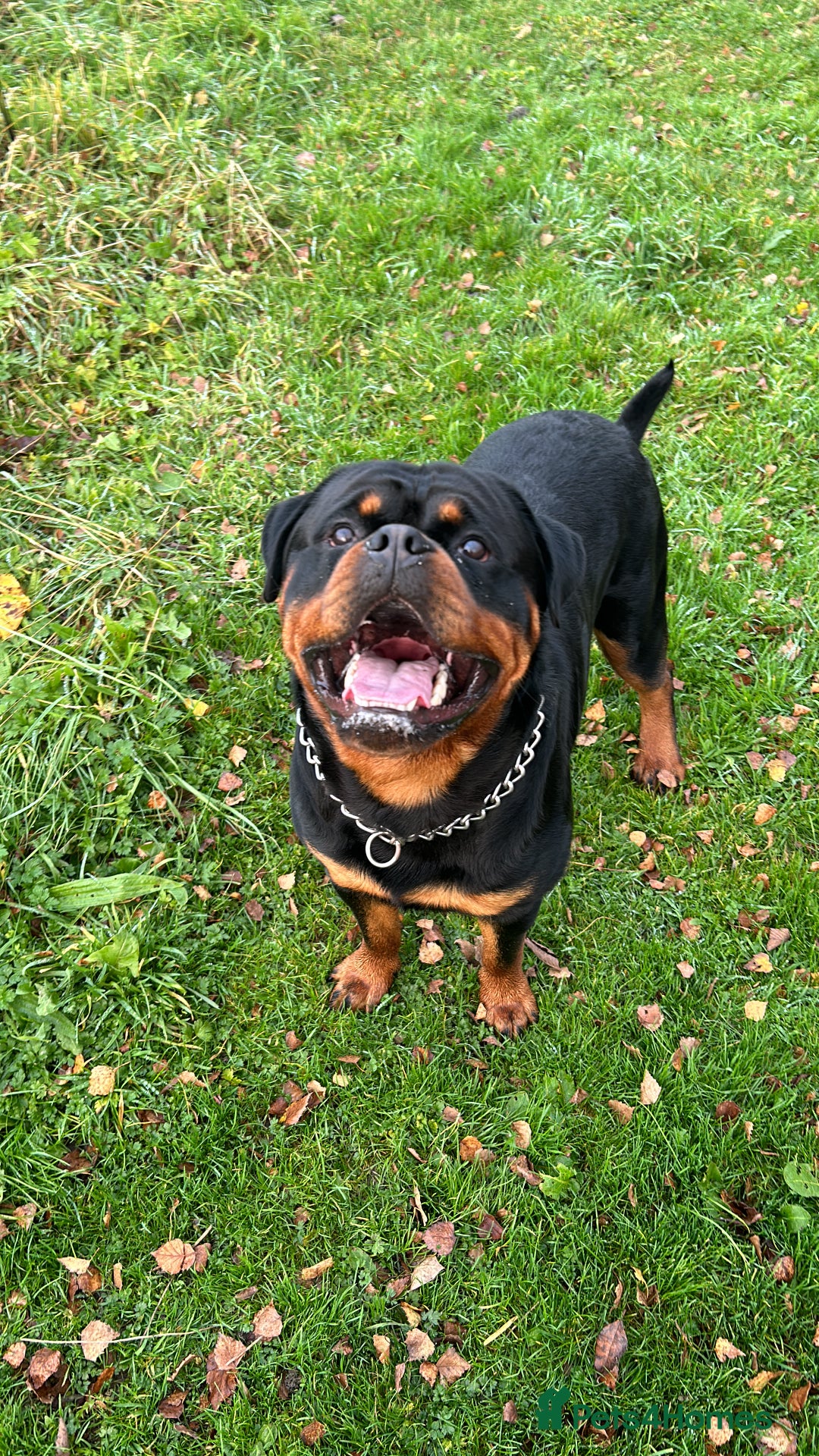 Rottweiler dogs for stud: Rottweiler for stud - Image 2