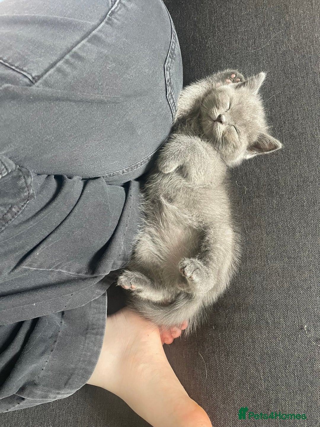 British Shorthair cats for sale: BTS x Ragdoll - Image 22