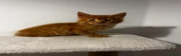 Maine Coon cats for sale: Beautiful Maine Coon Kittens - Advert 20