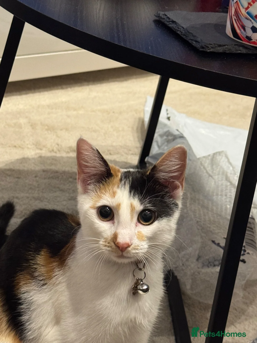 Khao Manee cats for sale: 6 Month Old Calico Kitten - Advert 4