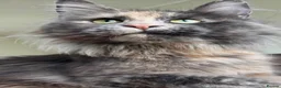 Maine Coon cats for sale: Retired Maine coon queen TICA reg - Advert 6