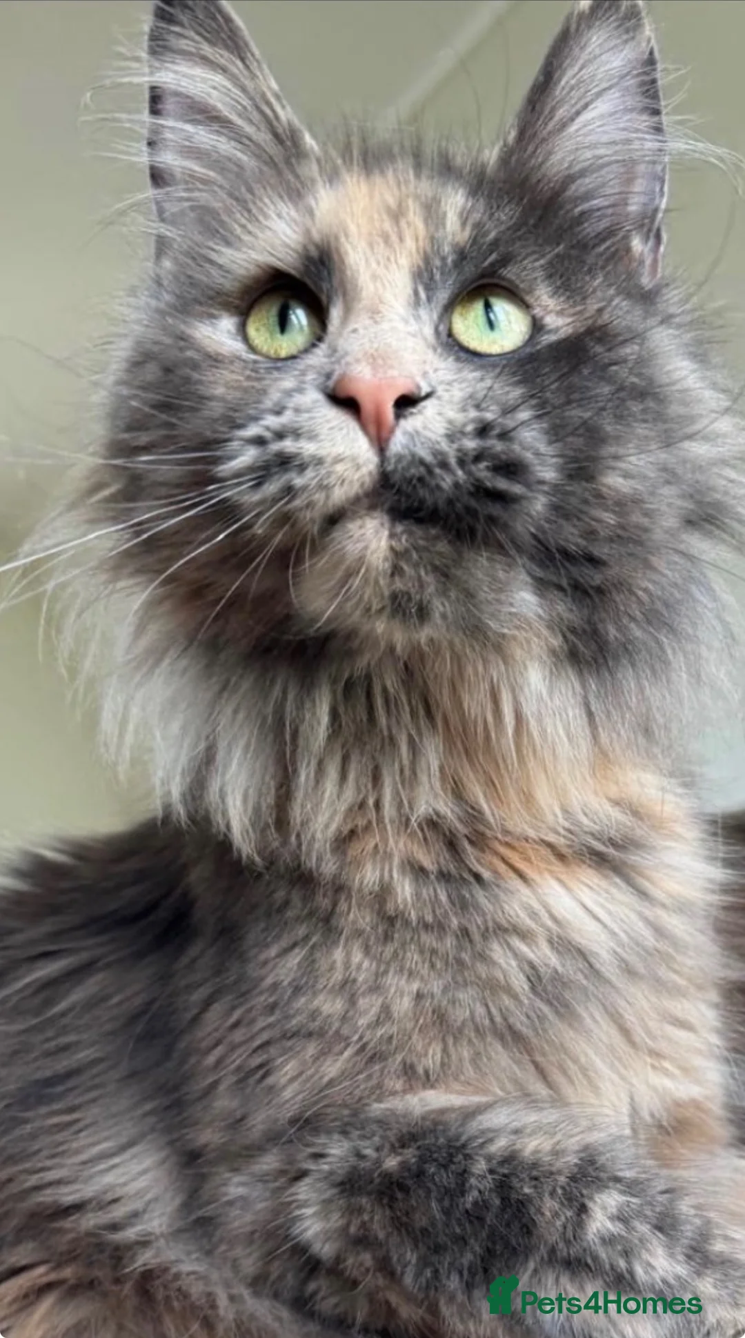 Maine Coon cats for sale: Retired Maine coon queen TICA reg - Advert 6