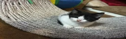 Mixed Breed cats for sale: 2 femles left read description x - Advert 10