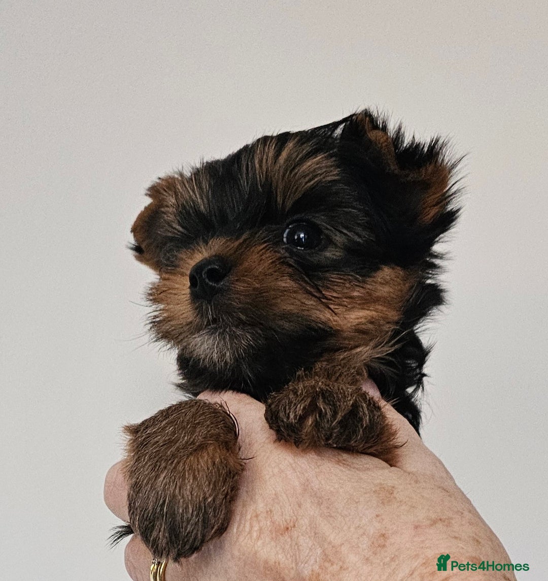 Yorkshire Terrier dogs for sale: Beautiful Quality Yorkshire Terrier Litter  - Advert 10