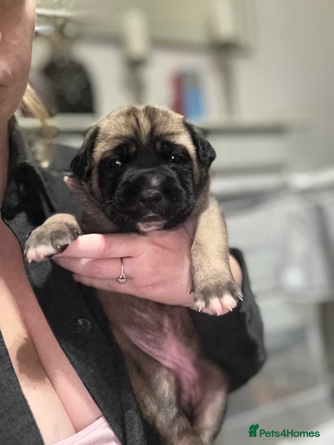 Cane Corso dogs for sale: Cane Corso puppies family reared no expense spared - Advert 6