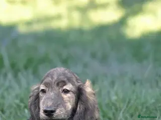 Miniature Dachshund dogs Miniature long haired brindle male - Advert 5