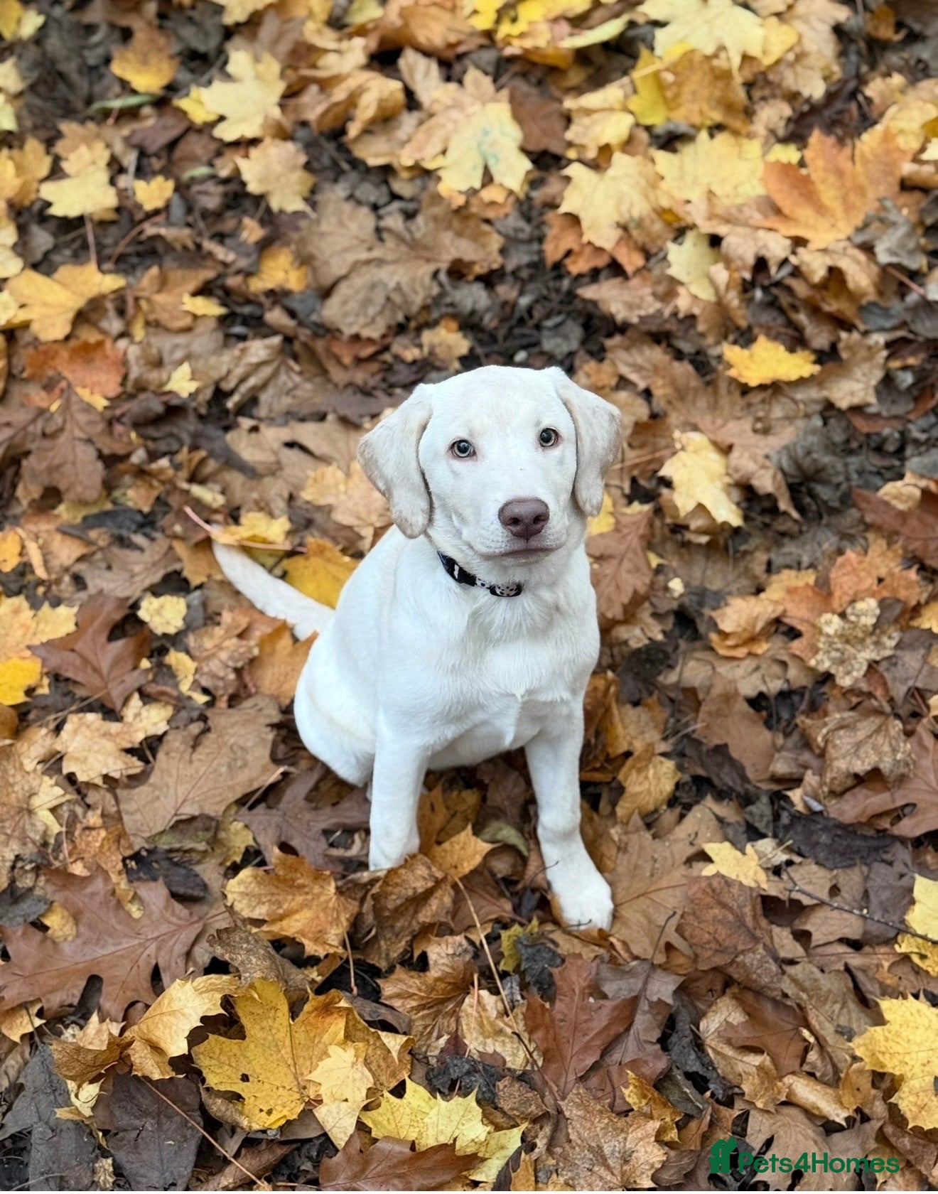 Labrador Retriever dogs Champagne Labrador waiting list now open - Advert 5