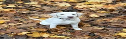 Labrador Retriever dogs for sale: Champagne Labrador waiting list in Leigh - Advert 3