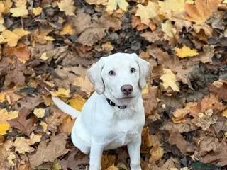 Labrador Retriever dogs Champagne Labrador waiting list now open - Advert 5