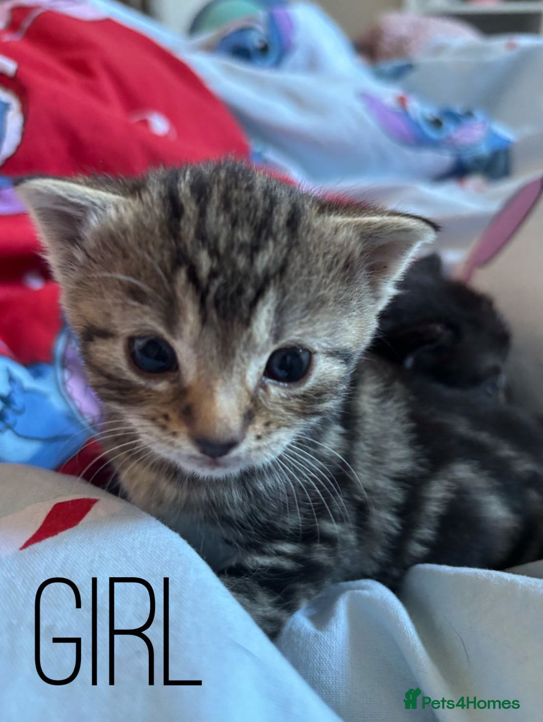 British Shorthair cats for sale: 4 beautiful kittens for sale  - Advert 12