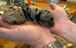 Miniature Dachshund dogs for sale: Stunning Miniature Dachshund Puppies - Image 6