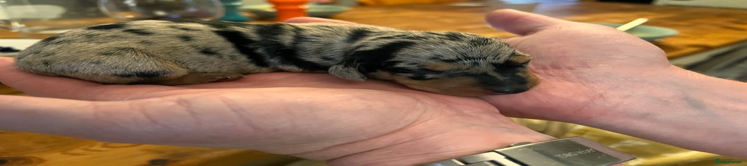 Miniature Dachshund Puppy 1
