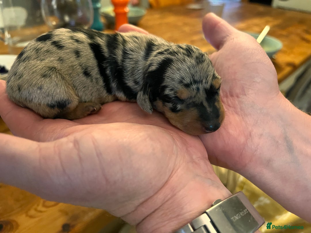Miniature Dachshund dogs for sale: Stunning Miniature Dachshund Puppies - Image 6