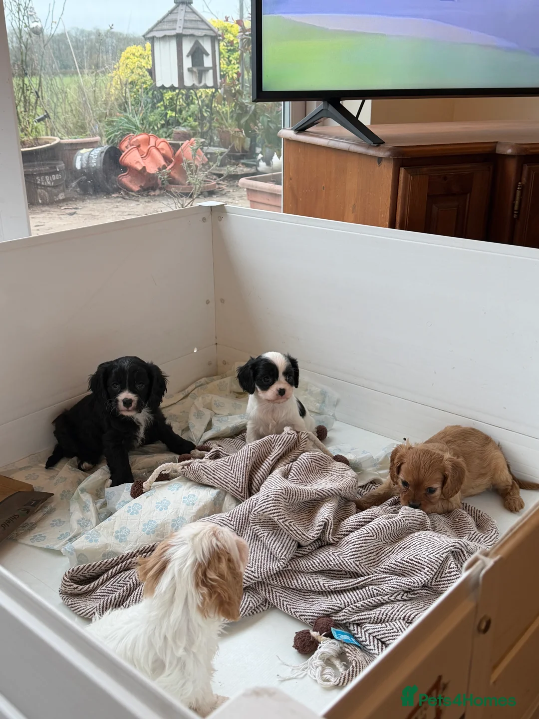 Cavapoo dogs for sale: Stunning cavapoo puppies ready 9th January  - Advert 33