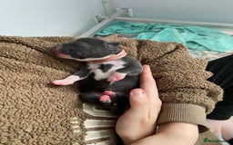 Staffordshire Bull Terrier dogs for sale: For Sale Blue Staffies/ Blue Staffordshire  - Image 10