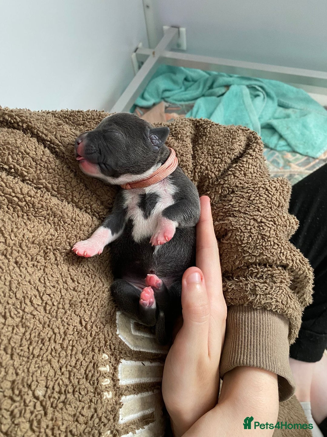 Staffordshire Bull Terrier dogs for sale: For Sale Blue Staffies/ Blue Staffordshire  - Image 10
