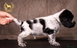 Cocker Spaniel dogs for sale: BEAUTIFUL SHOW TYPE BLUE ROANS - Image 4