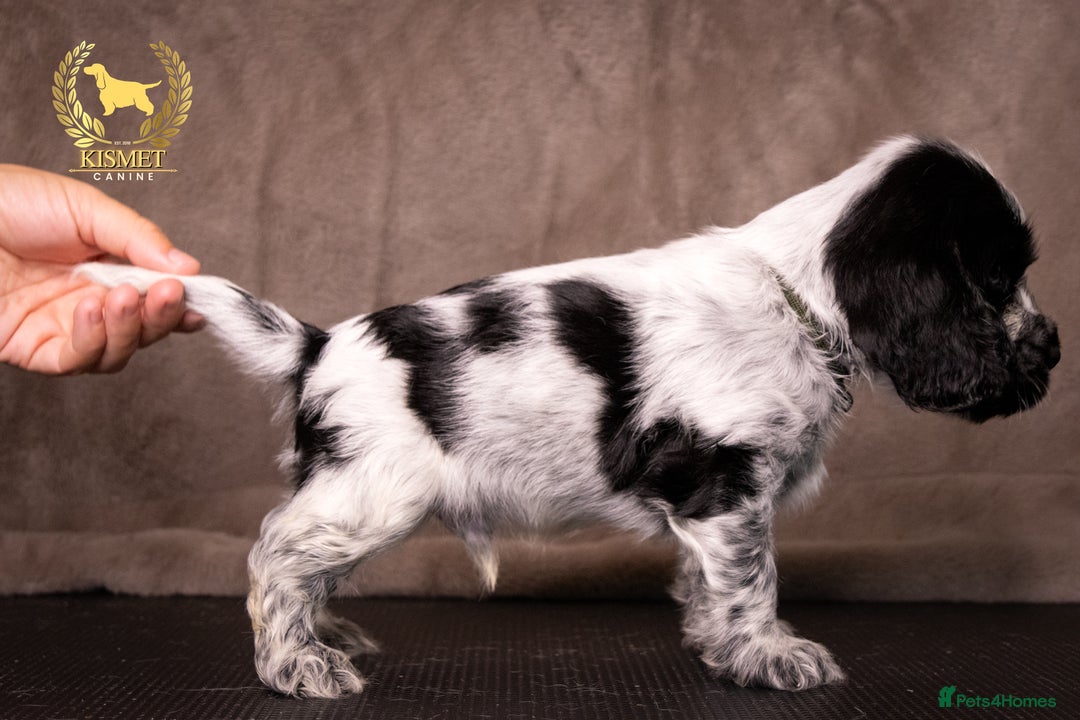 Cocker Spaniel dogs for sale: BEAUTIFUL SHOW TYPE BLUE ROANS - Image 4