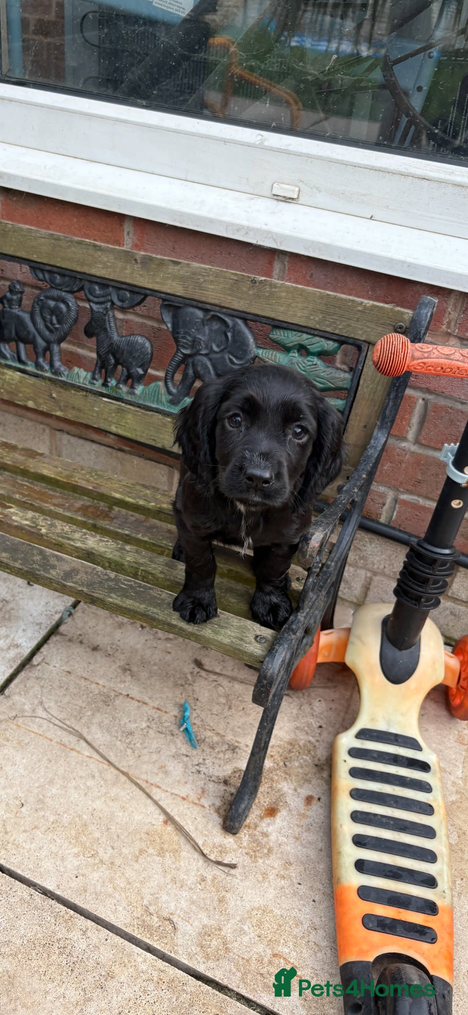 Sprocker dogs  Sprocker puppies  - Advert 1
