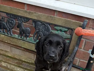 Sprocker dogs Sprocker puppies - Advert 1