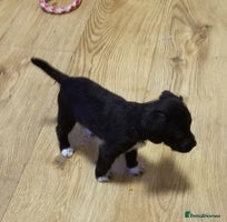 Jackapoo dogs - Advert 11