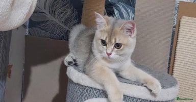 British Shorthair cats - Advert 15