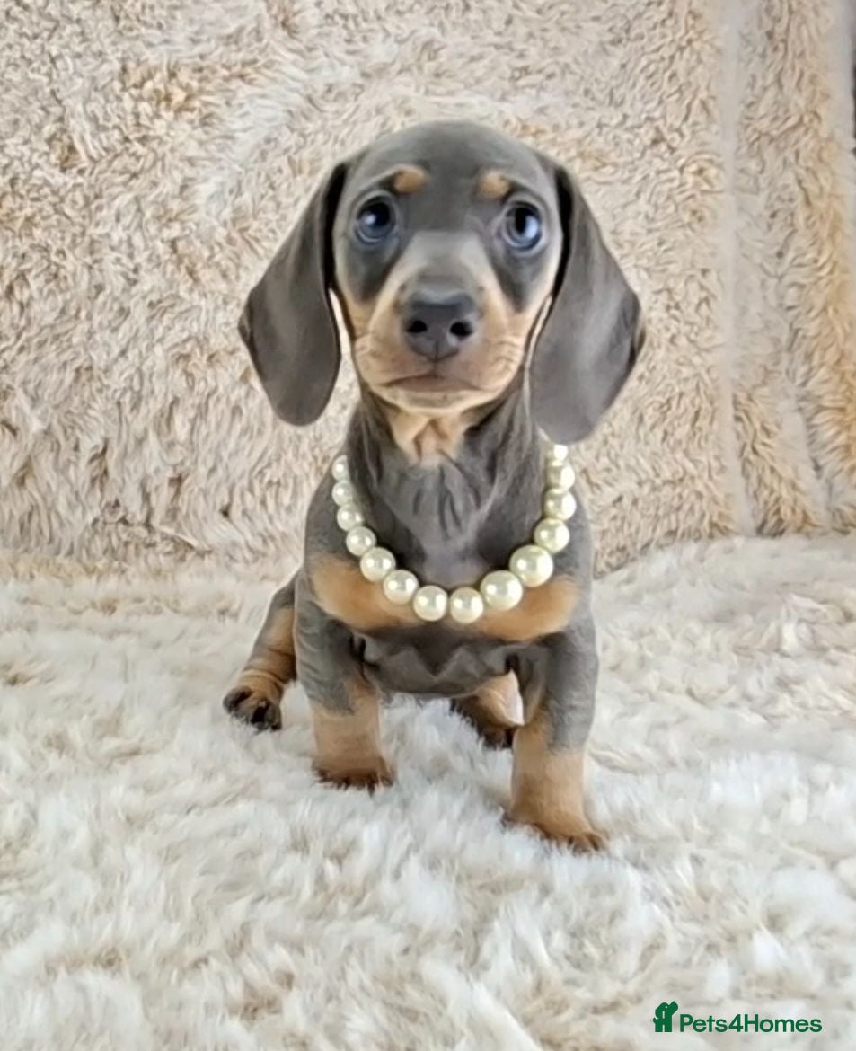 Miniature Dachshund dogs KC Registered Miniature Dachshund Puppies  - Advert 2