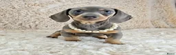 Miniature Dachshund dogs for sale: KC Registered Miniature Dachshund Puppies  - Advert 2