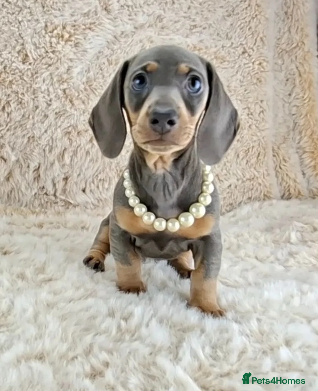 Miniature Dachshund dogs for sale: KC Registered Miniature Dachshund Puppies  - Advert 2