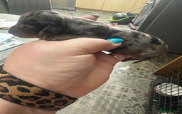Miniature Dachshund dogs for sale: Mini Dachshund  - Image 4