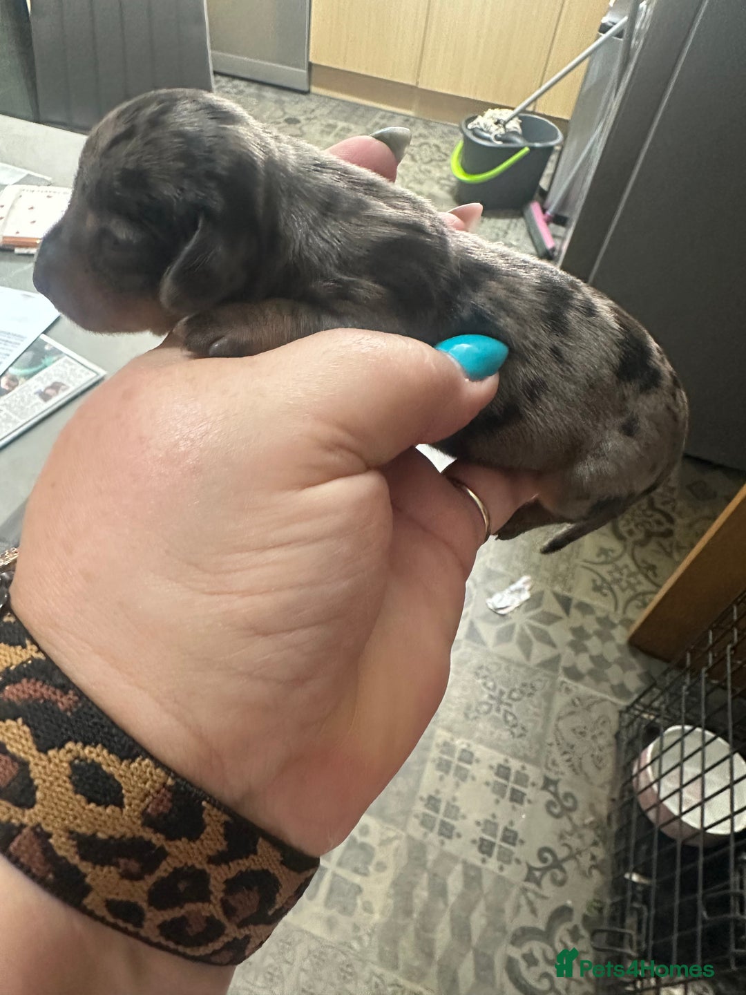 Miniature Dachshund dogs for sale: Mini Dachshund  - Image 4