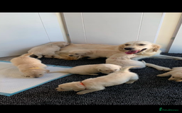 Golden Retriever dogs for sale: Fabulous golden retriever puppies  - Image 2