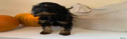Cockapoo dogs for sale: Beautiful F1B Cockapoo boys  - Advert 6