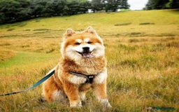 Siberian Husky dogs for sale: Beautiful Chowski puppies  - Image 34