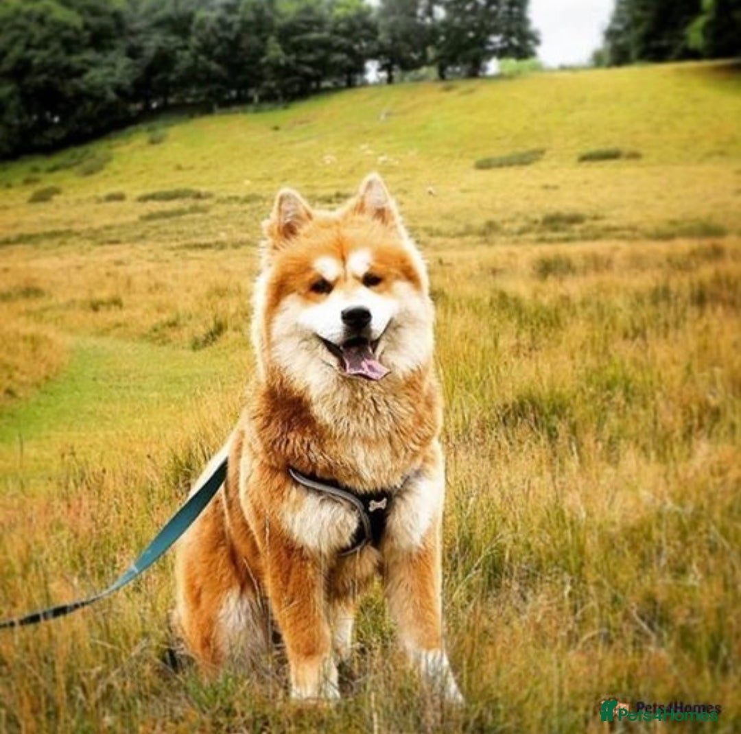 Siberian Husky dogs for sale: Beautiful Chowski puppies  - Image 34