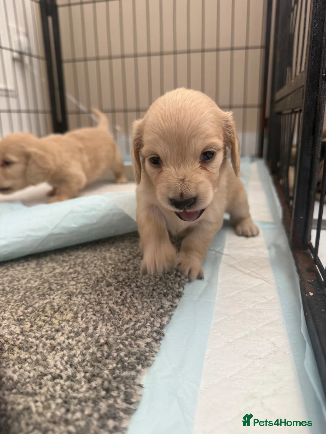 Miniature Dachshund dogs for sale: Cream long haired dachshund  - Advert 15