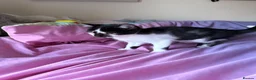 Mixed Breed cats for sale: Mixed kitten  in Rossendale - Advert 2
