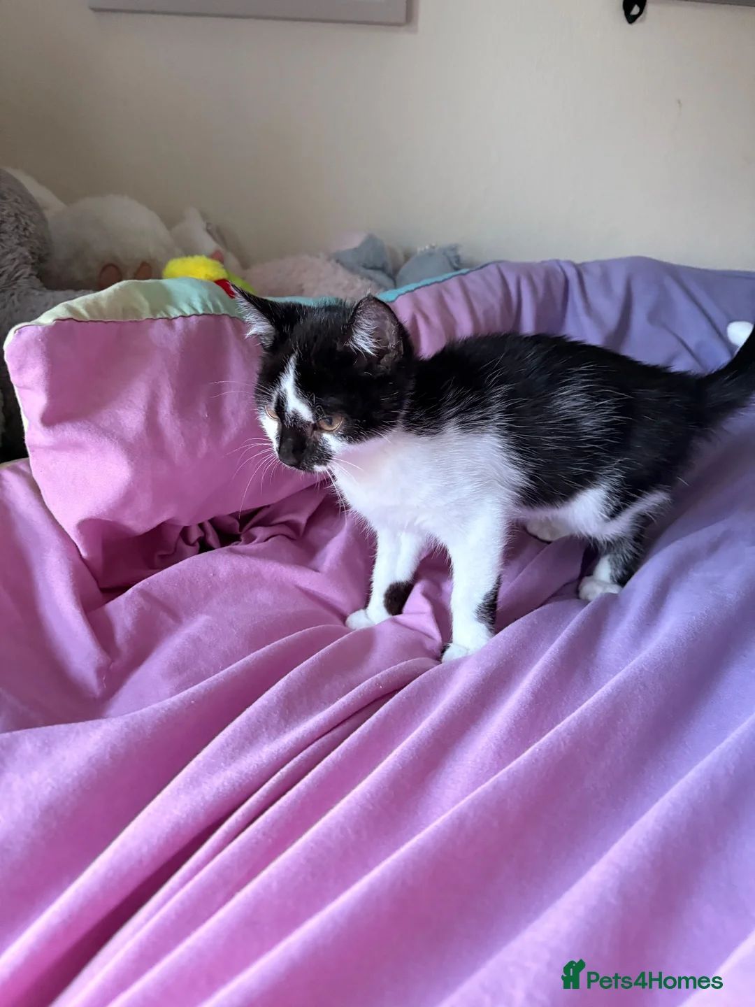 Mixed Breed cats for sale: Mixed kitten  in Rossendale - Advert 2