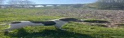 Jack Russell dogs for sale: Jack Russell Puppies  - Advert 3