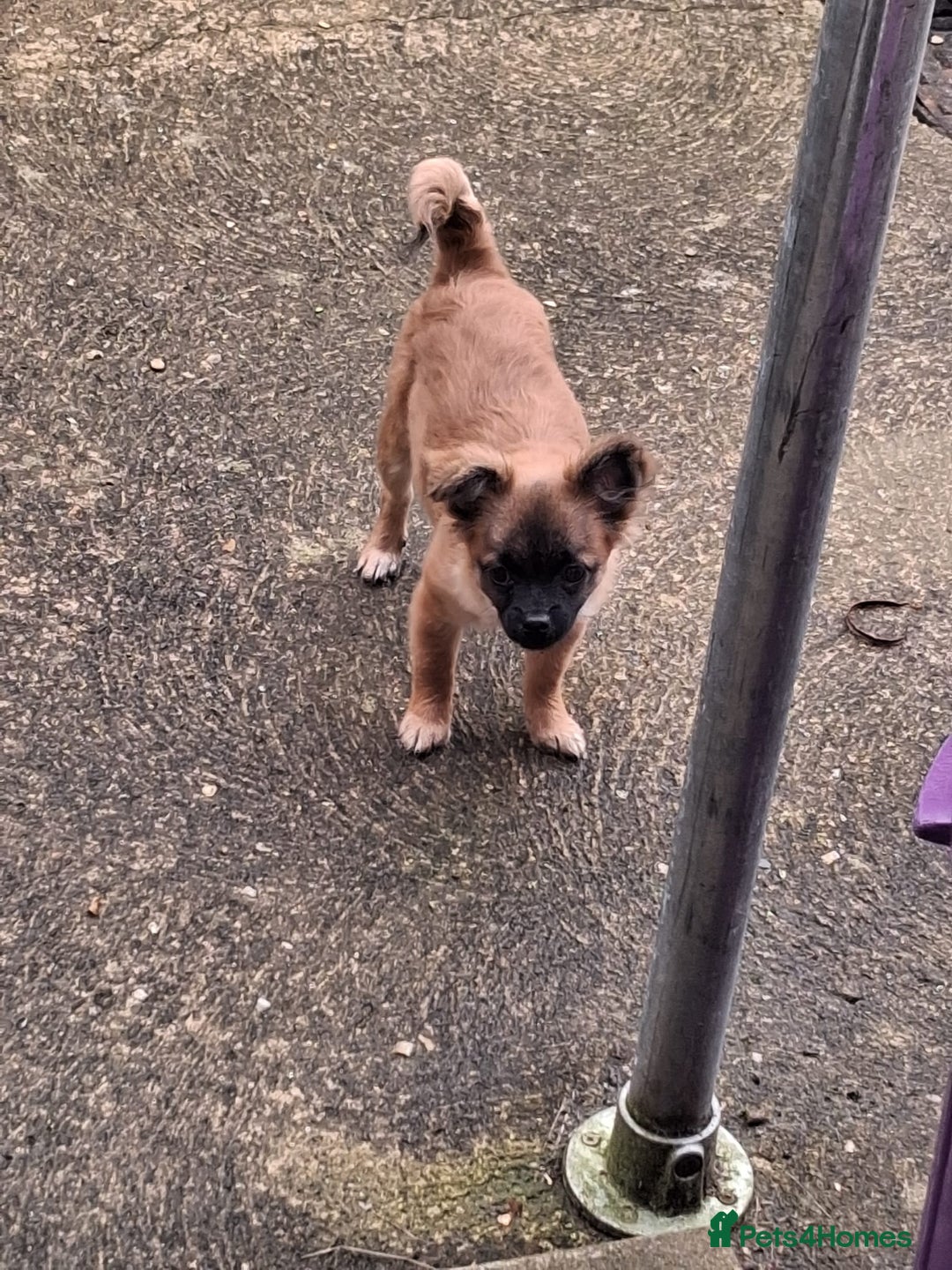 Chug dogs for sale: Chug Female 5 months old. Needs new home. - Advert 3