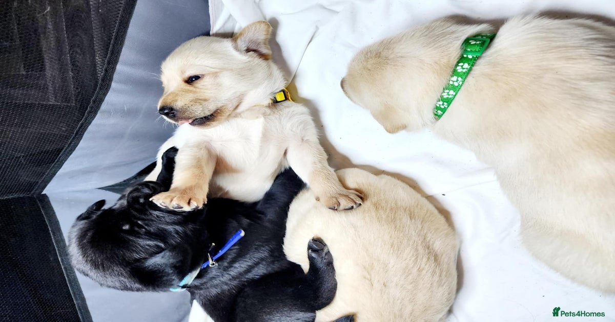 Labrador Retriever Puppy 4 - KC ,Puppies of the Yellow and Black ...