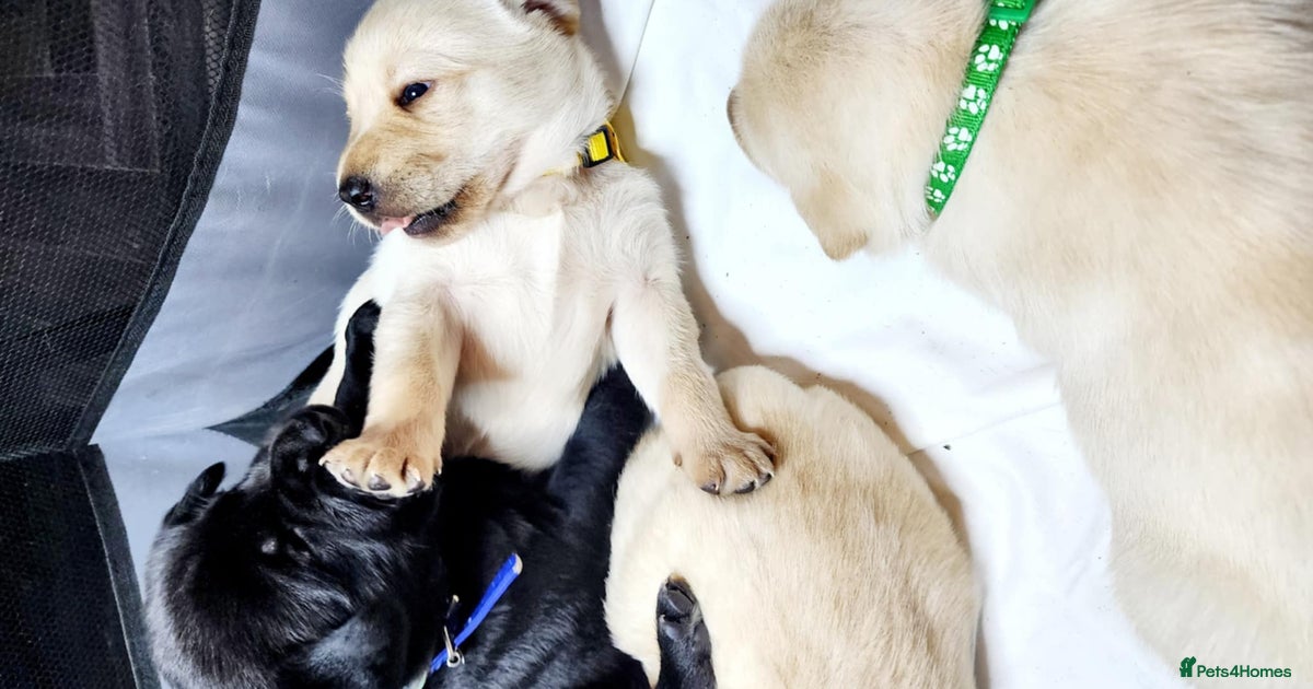 Labrador Retriever Puppy 4 - KC ,Puppies of the Yellow and Black ...