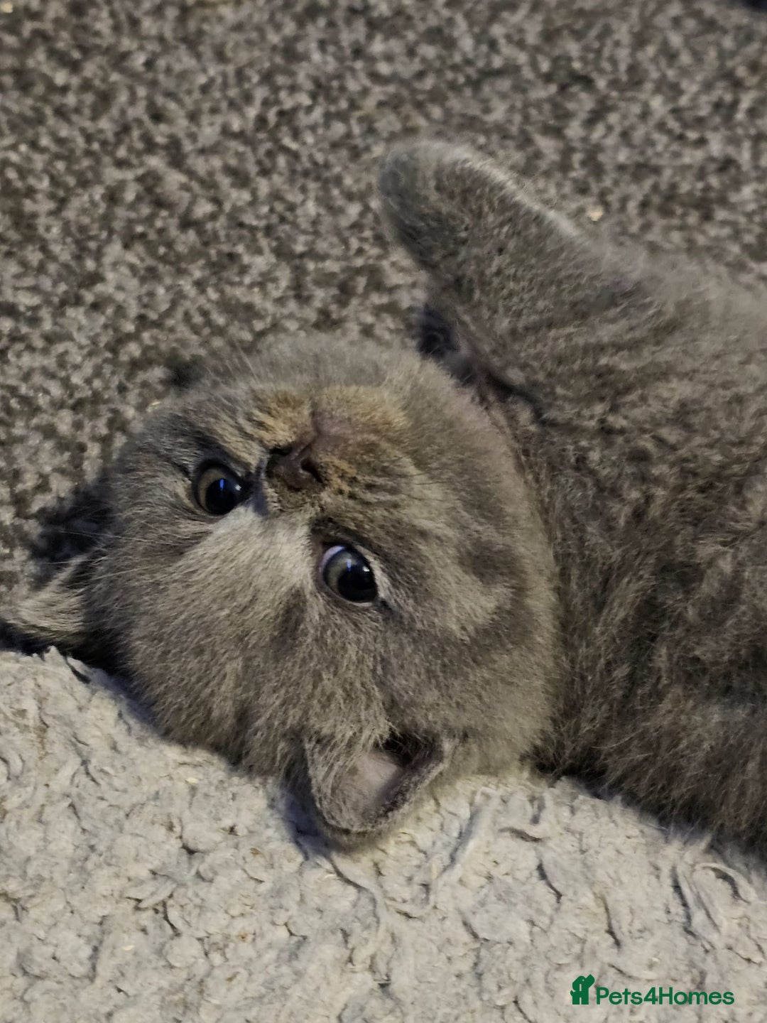 British Shorthair cats for sale: British Blues 🐻💙 - Image 5