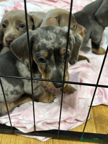 Dachshund dogs - Advert 1