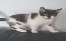 Domestic Shorthair cats for sale: 4 Perfect Little Kittens for Sale - Image 5
