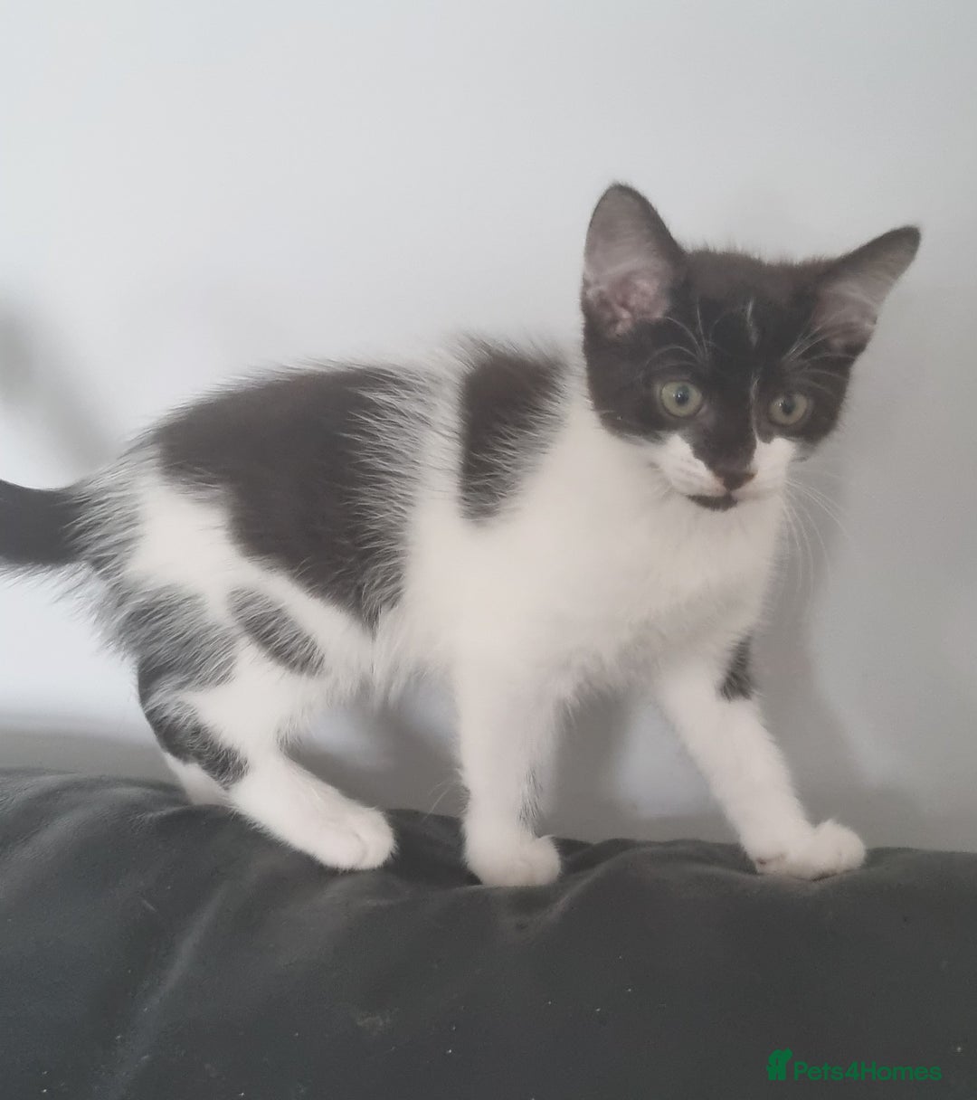 Domestic Shorthair cats for sale: 4 Perfect Little Kittens for Sale - Image 5